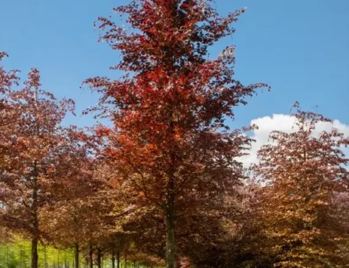 Buk lesní červenolistý (Fagus sylvatica purpurea) 35–40