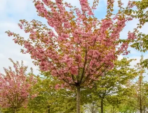 Sakura ‚Kanzan‘ (Prunus serrulata ‚Kanzan‘) 10–12